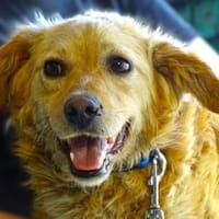 LOLA 2 sucht Familie, Hündin zur Adoption