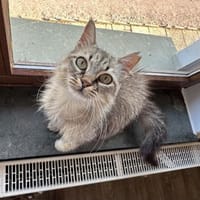 Flauschball Pebbles, Katze zur Adoption