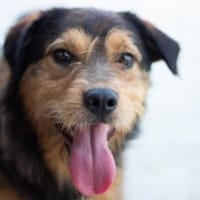 Hundebub Smartie sucht sein Zuhause!, Hund zur Adoption