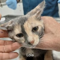 Zarte Lola sucht Familie, Katze zur Adoption