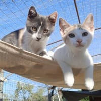 Kleine Luna sucht ein Zuhause, Katze zur Adoption
