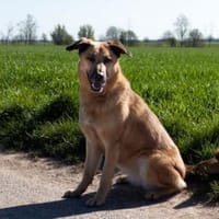 Alma - menschenbezogen und fröhlich, Hund zur Adoption