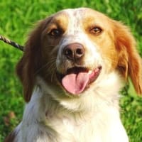 Hundedame LAURA, Hündin zur Adoption