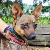 Kleine USCHKA sucht Zuhause, Hündin zur Adoption