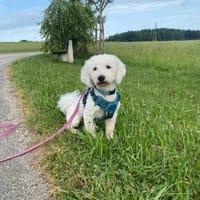 Balu - ist lebensfroh, Hund zur Adoption
