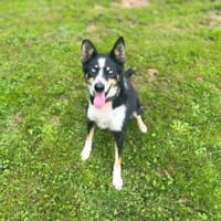 Anouk - ist sehr aufgeschlossen, Hündin zur Adoption