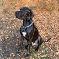 Tuco - unkompliziert&kinderlieb, Hund zur Adoption