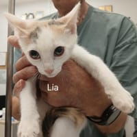 Lia, kleine Maus mit großem Herz!, Katze zur Adoption