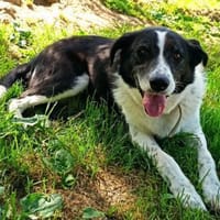 Bim   sucht das Glück, ..., Hund zur Adoption