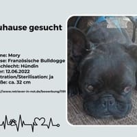 Zuhause gesucht für unsere Mory, Hündin zur Adoption