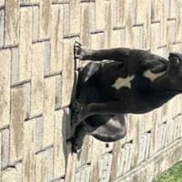 Zura sucht ihr Zuhause, Hündin zur Adoption