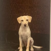 Jungspunt Snoop sucht ein neues Zuhause, Hund zur Adoption