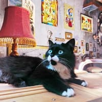 Hexel-Bretzel, Kuschel-Wuschel!, Katze zur Adoption