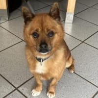 Wer hat Liebe übrig für JayJay?, Hund zur Adoption
