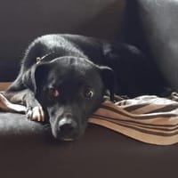 Levi träumt vom Körbchen mit Garten, Hund zur Adoption