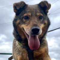 Barik - Krieg überlebt - Liebe gesucht, Hund zur Adoption