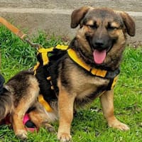 Hector wartet in 21789 Wingst, Hund zur Adoption