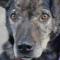 Schließt du Rocco in dein Herz?, Hund zur Adoption