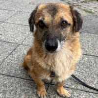 Eddy, menschenbezogen, neugierig, Hund zur Adoption