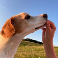 ROMEO, m., kastr., Mischling, geb. 2013, Hund zur Adoption