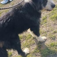Sanfter Riese Baro sucht Faml.anschluß, Hund zur Adoption