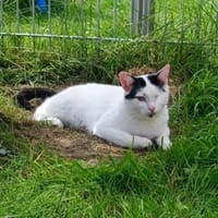 💖 Sanfter Oreo möchte ankommen 💖, Kater zur Adoption