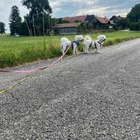 Nala - anhänglich&verschmust, Hündin zur Adoption