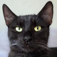 SANDRO-wunderschöner Mini-Panther-Kater, Kater zur Adoption