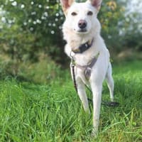 Sanfter Cosmo sucht Sicherheit, Hund zur Adoption