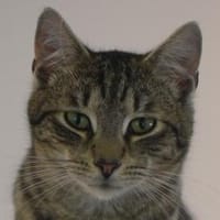 ROMEO-traumhafter Jung-Kater, Kater zur Adoption