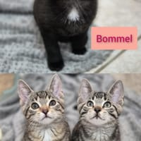 Feather, Bommel und Calcifer, Kater zur Adoption