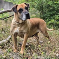 Carrie, Hündin zur Adoption