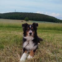 Jones, Hund zur Adoption