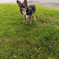 Hulk wartet in Bremerhaven, Hund zur Adoption