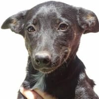 Hundemädchen LISA, Hündin zur Adoption