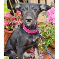 Kira  wartet in 49143 Bissendorf, Hündin zur Adoption