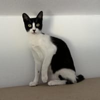 Frida die Schmusebacke, Katze zur Adoption