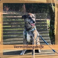 Vermittlungshilfe für JACK, Hund zur Adoption