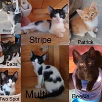 Katzenkinder auf Dosenöffnersuche, Kater zur Adoption
