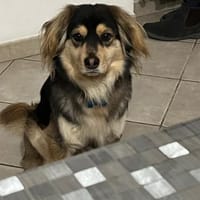 MAX 💙💙💙 bildhübscher Bub, Hund zur Adoption