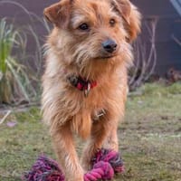 Pepita, Pflegestelle in Niedersachsen, Hündin zur Adoption