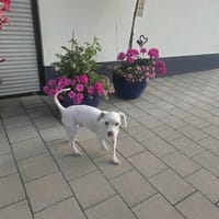 Flocki - man muss ihn liebhaben, Hund zur Adoption