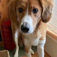 MILEY sucht ein neues Zuhause, Hündin zur Adoption