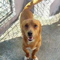 Stitch - einfach zum Liebhaben, Hund zur Adoption