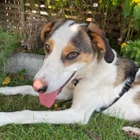 BENJAMIN wartet auf Familienanschluss, Hund zur Adoption