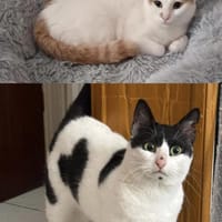 Emmy und Morphy aus dem Tierschutz, Katze zur Adoption