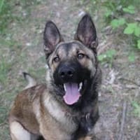 May, liebe Familienhündin, Hündin zur Adoption