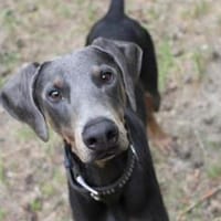 Finn su. liebe u. geduldige Besitzer, Hund zur Adoption