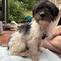Valerie, verschmust, neugierig,agil, Hündin zur Adoption