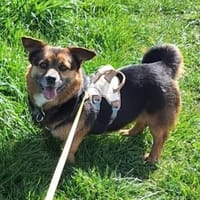 Katja  sucht ihr Glück, Hündin zur Adoption